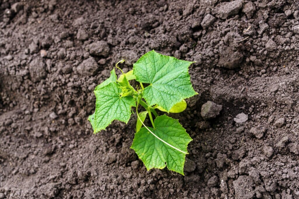 Okurka - mladá rostlinka