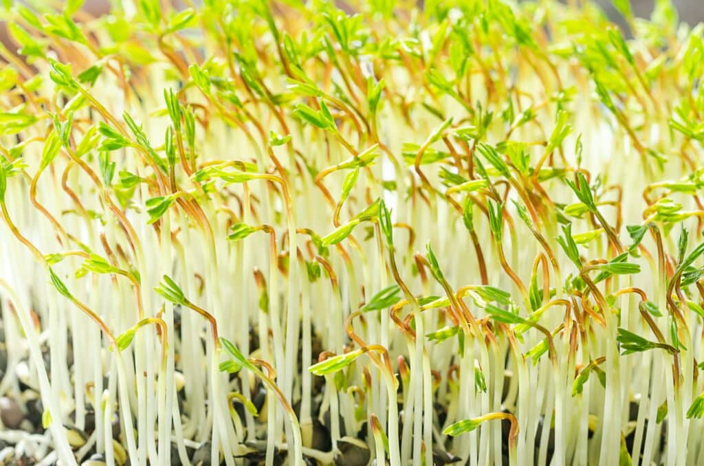 čočka - naklíčená