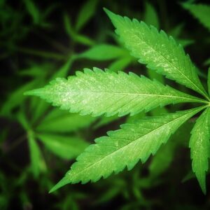 Konopí (Cannabis sativa)