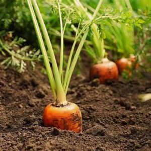 Co sázíme na podzim 4 Mrkev (Daucus carota ssp. sativus)