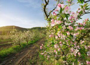 Ovocné stromy - jabloň