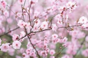 Ovocné stromy - kvetoucí třešeň