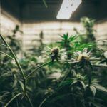 cbd hemp oil hand holding bottle of cannabis oil against marijuana plant