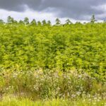 field of hemp agricultural industry 1