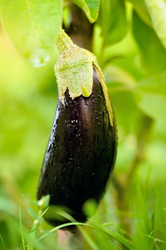 Baklažán - rostlina