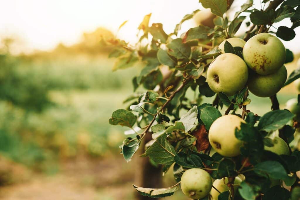 Jabloň - pěstování