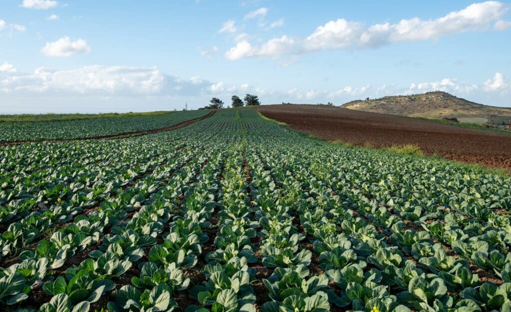 Hlávkový salát na poli