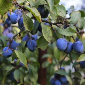 ovocné stromy - švestka