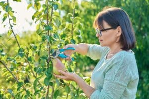 Ovocné stromy zakrslé - řez