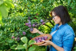 Woman picking ripe plums from tree in basket