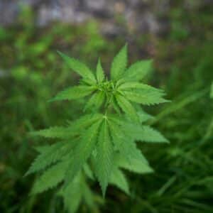 Marihuana (Cannabis sativa)