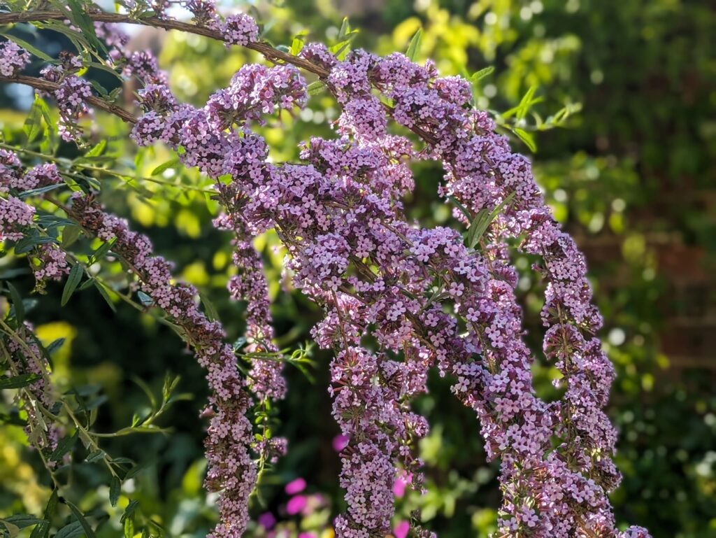 Motýlí keř 3 Buddleja alternifolia