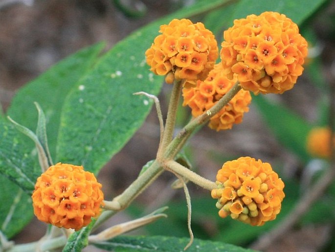 Motýlí keř 4 Buddleja globosa