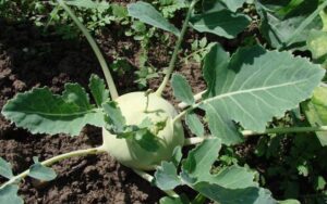 Pěstování zeleniny na zahradě: kompletní průvodce 14 Kedluben (Brassica oleracea convar. acephala var. gongylodes)