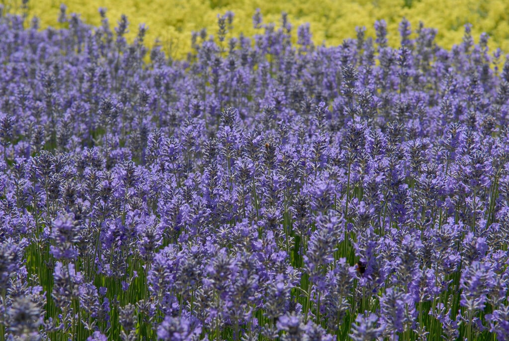 Lavandula angustifolia