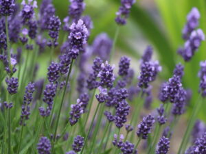 Skalničky: pěstování, výsadba a rozmnožování 24 Levandule lékařská (Lavandula angustifolia)