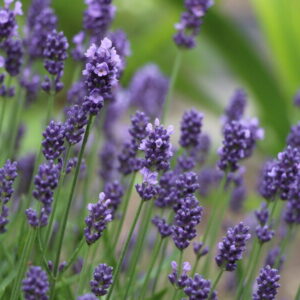 Levandule lékařská (Lavandula angustifolia)