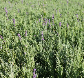 Levandule širokolistá (Lavandula latifolia)