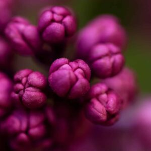 kvetoucí keř šeřík