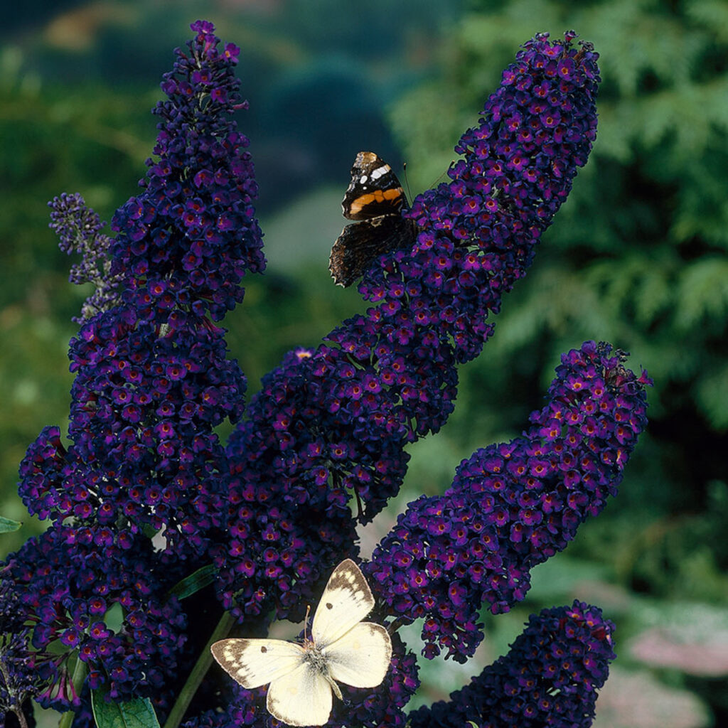 Motýlí keř 2 Buddleja davidii 'black knight'