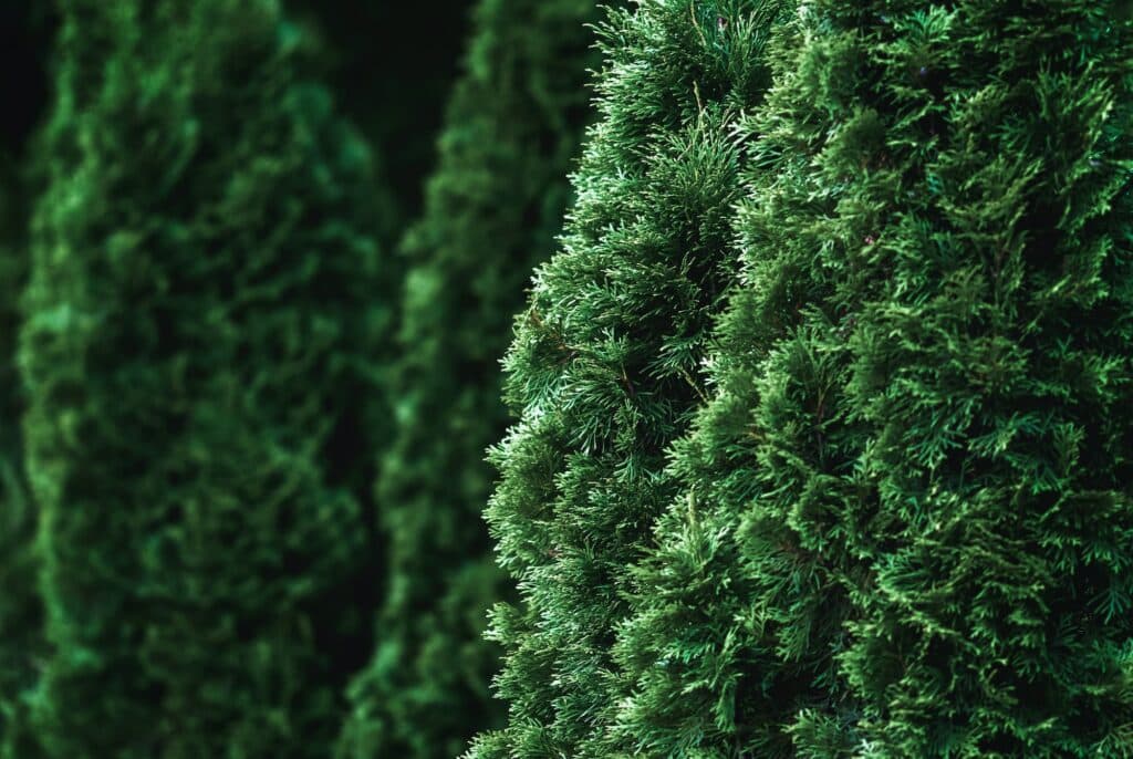 jehličnaté keře - živý plot