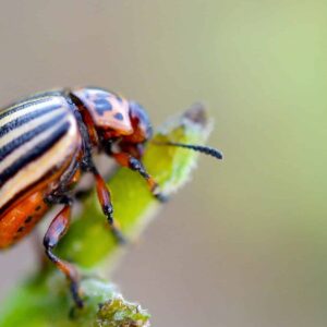 Mandelinka bramborová