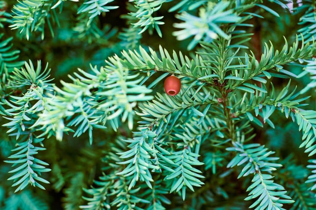 European yew tree, Taxus baccata evergreen yew close up toned, poisonous plant with toxins alkaloids