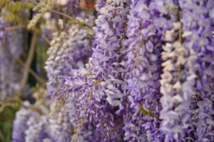 Flowers of wisteria