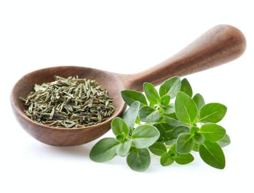 Tymián čerstvý a sušený