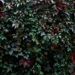 Popínavé rostliny na zdi