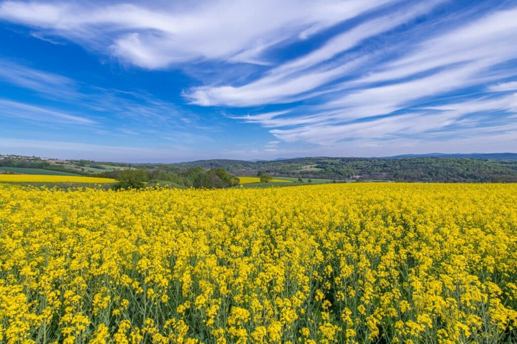 Řepkový olej - řepka olejná