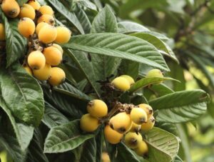 okrasné keře neopadavé lokvát japonský