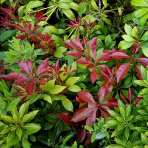 okrasné keře neopadavé pieris japonský