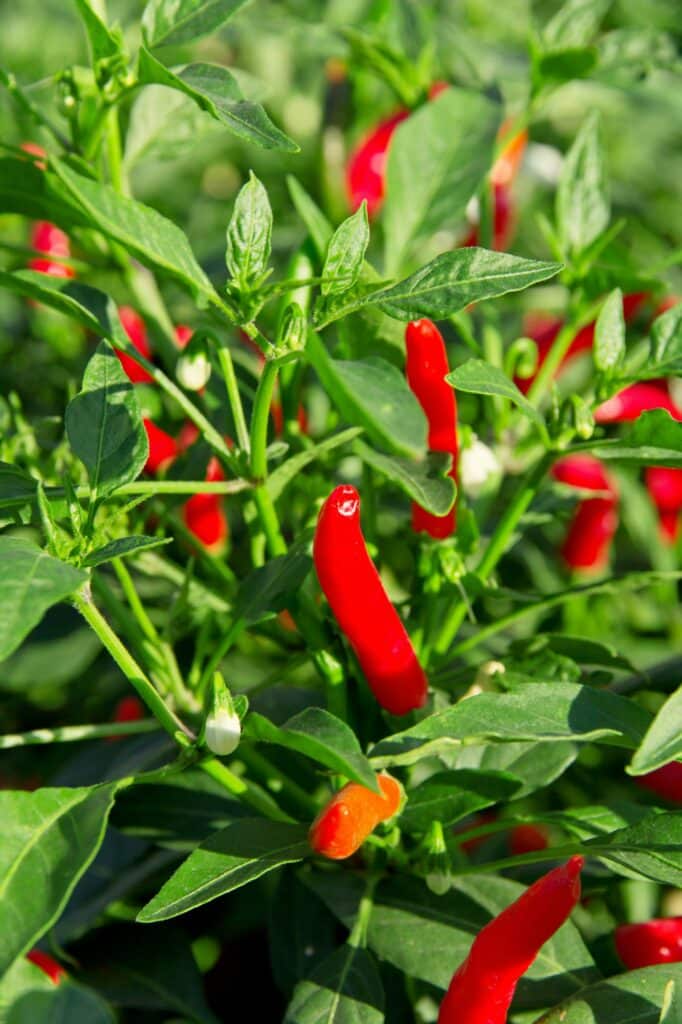 Mykorhizní houby pro lepší vstřebatelnost 3 Chilli papričky