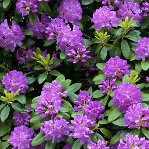 Rododendron