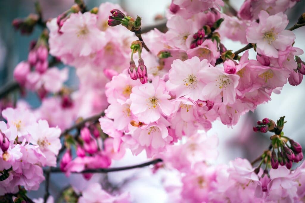 tender pink cherry blossoms