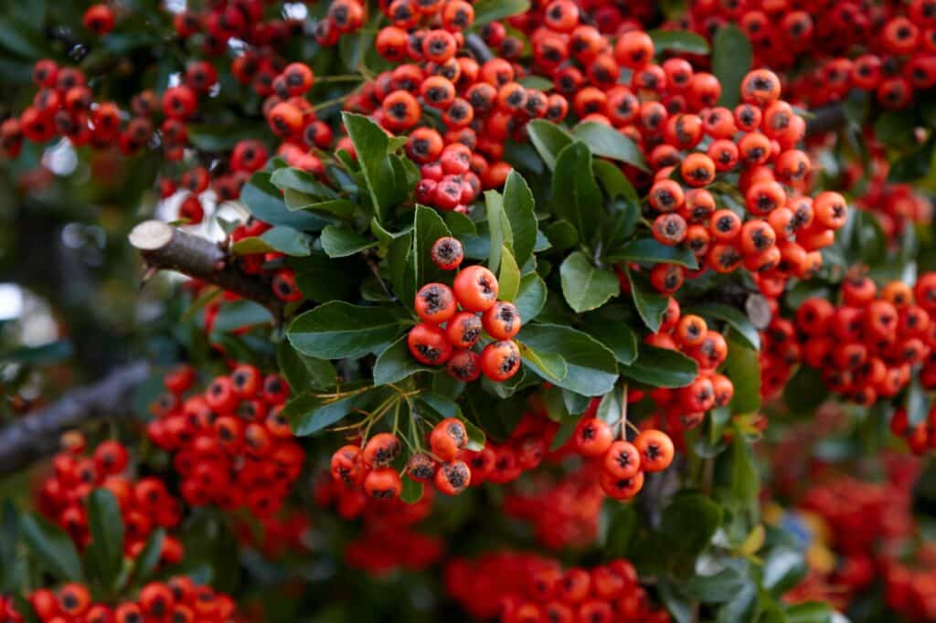 Okrasné keře neopadavé hlohyně