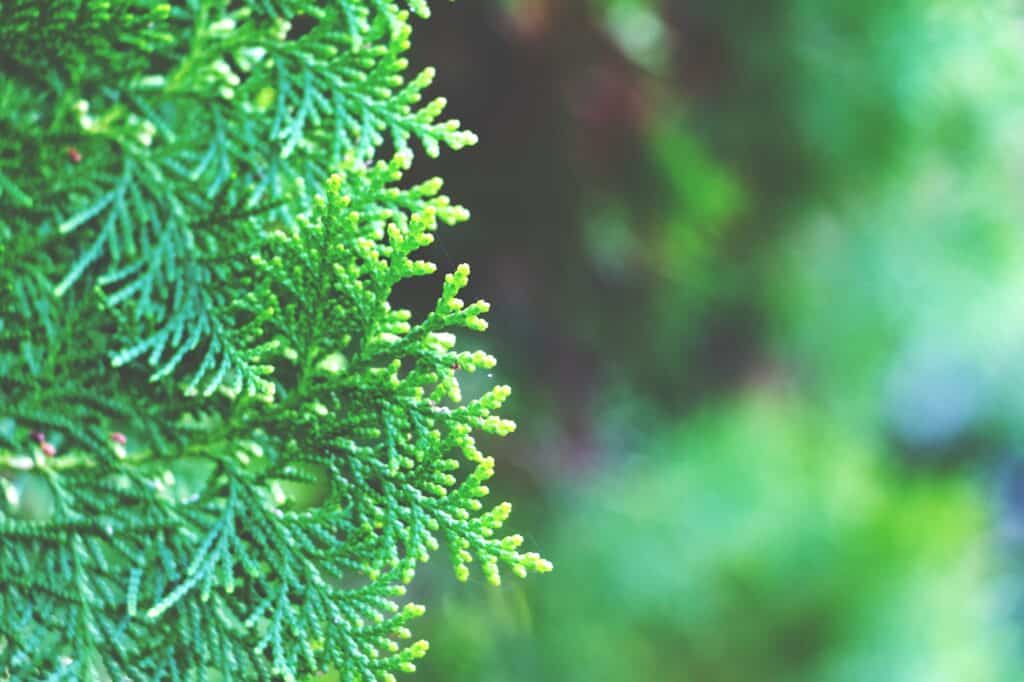 Thuja
