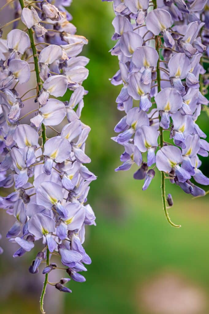 Wisteria tree blooming close up, natural background.
