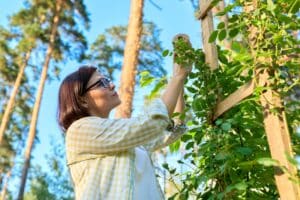 růže pnoucí pěstování