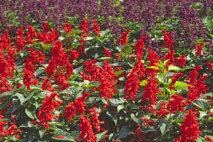 Salvia Fury