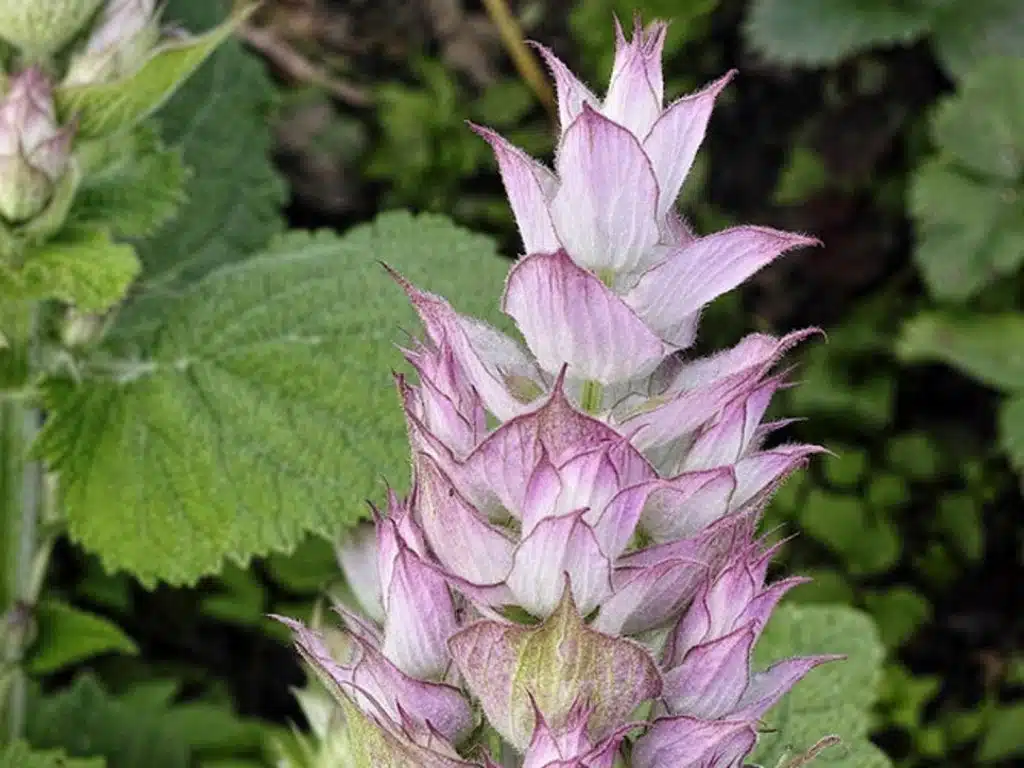 Salvia sclarea, šalvěj muškátová​