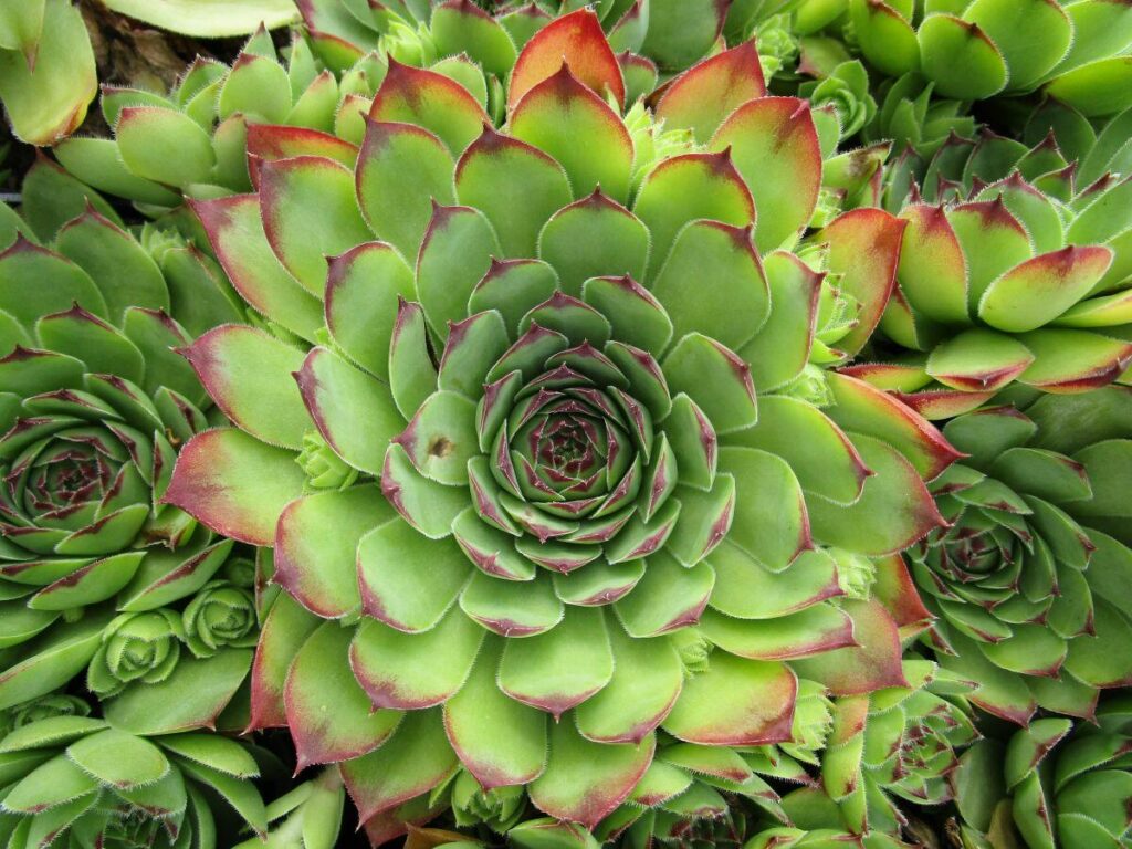 Sempervivum tectorum, netřesk střešní​