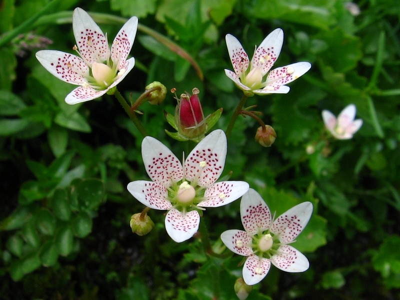 Lomikámen okrouhlolistý, Saxifraga rotundifolia​