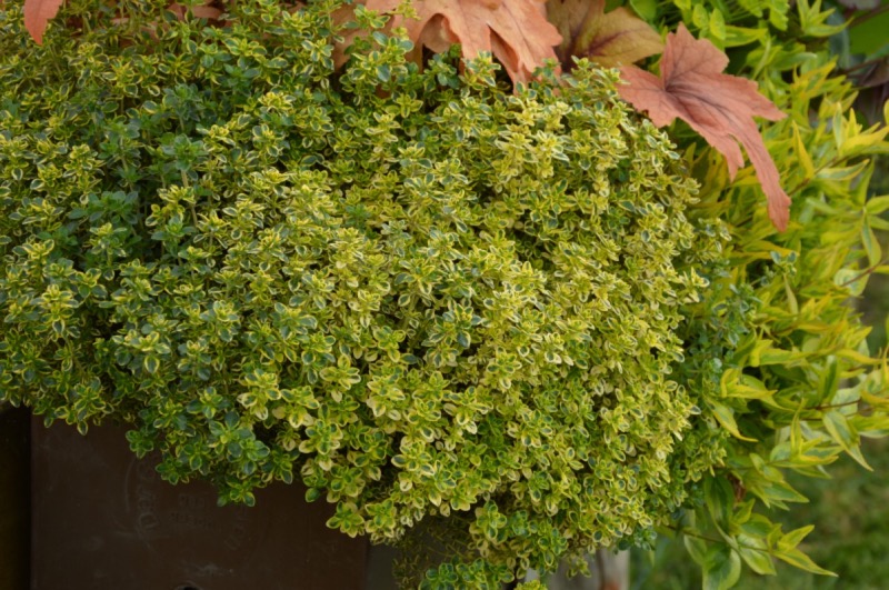 Mateřídouška citronová (Thymus x citriodorus)​