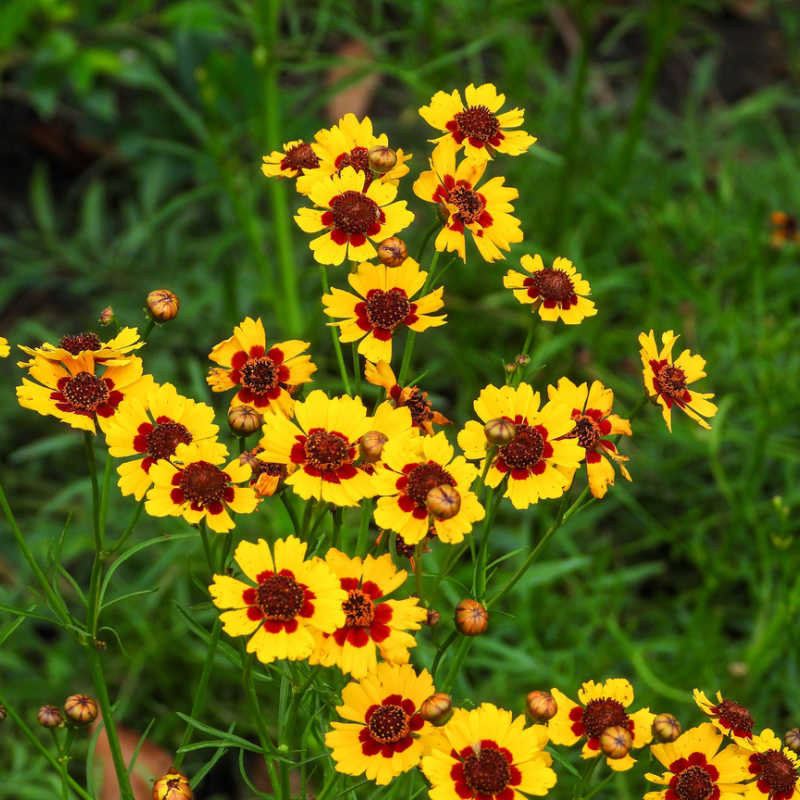 Coreopsis tinctoria​