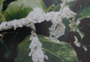 Červci - vlnatí červci