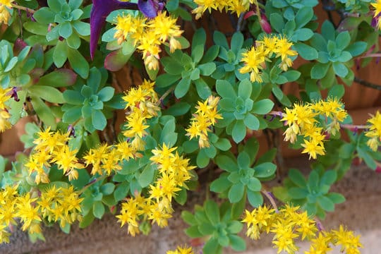 Sedum palmeri, rozchodník Palmerův​