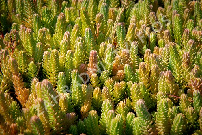 Rozchodník skalní - Sedum reflexum