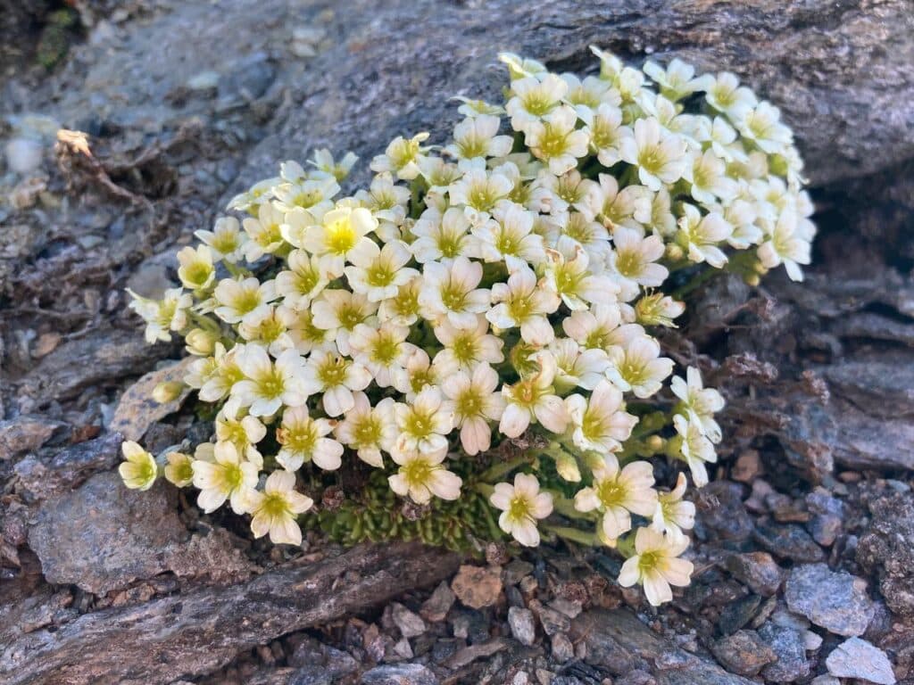 Saxifraga muscoides​